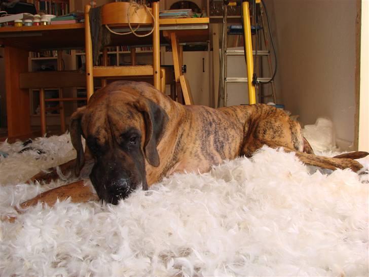 Grand danois Bamse *R.I.P* † - Jeg ligger godt i resterne af puden billede 11