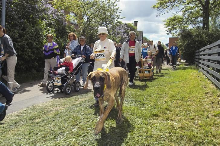 Grand danois Bamse *R.I.P* † - Mig til Eventyrløbet 2004 med min mor billede 13