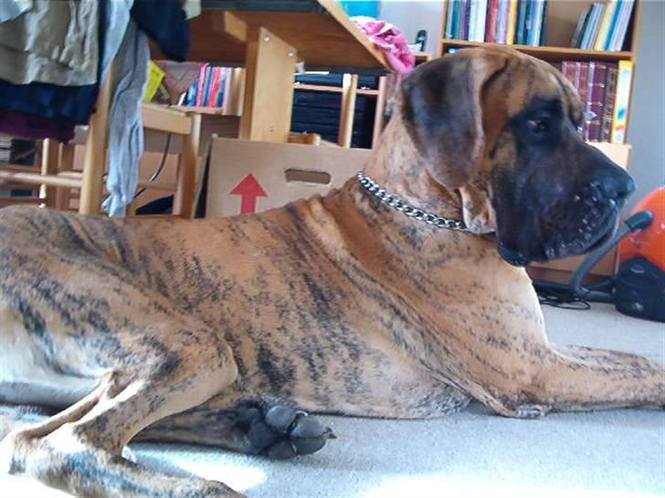 Grand danois Bamse *R.I.P* † - Et godt billede af mig billede 14