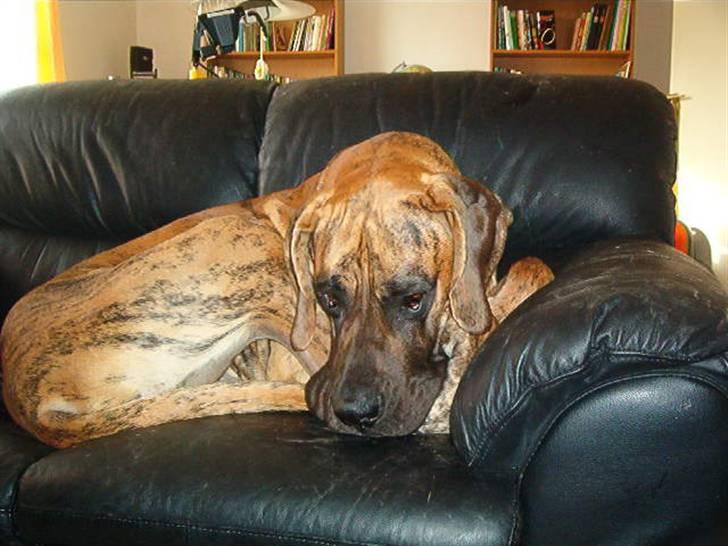 Grand danois Bamse *R.I.P* † - Jeg ligger lige og sover billede 15