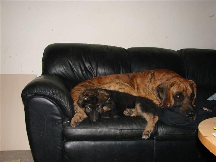 Grand danois Bamse *R.I.P* † - Ligger sammen med min nye lillebror billede 16