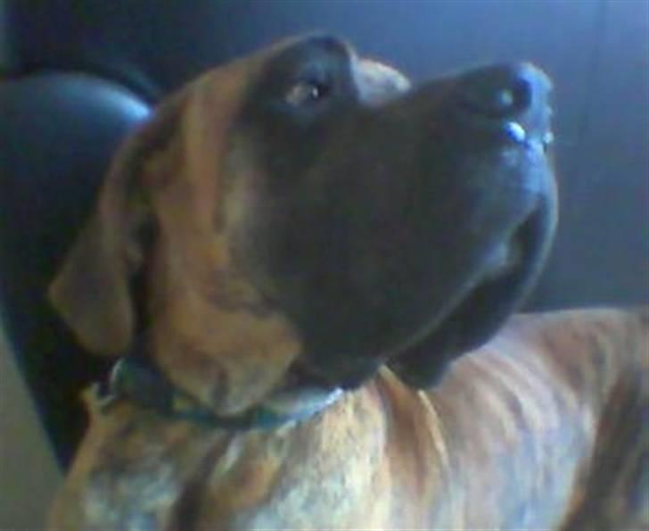 Grand danois Bamse *R.I.P* † - Modelbillede af mig billede 18