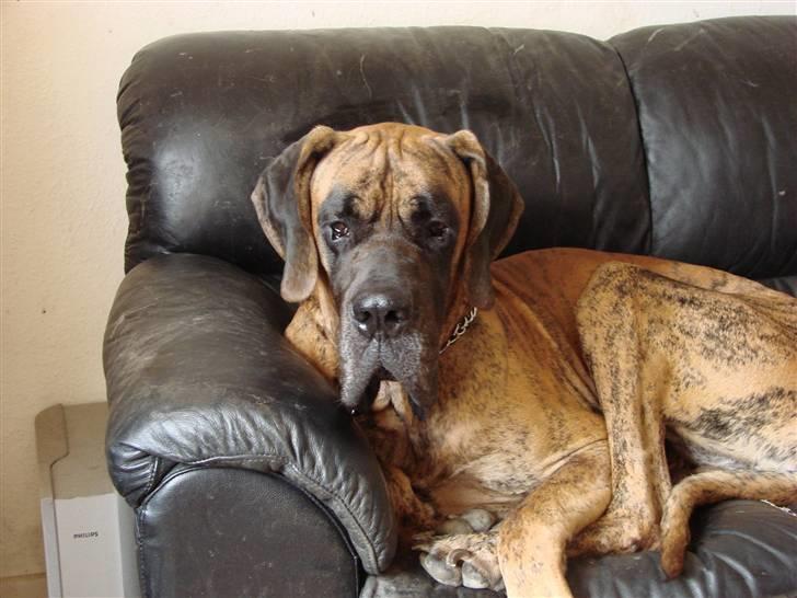 Grand danois Bamse *R.I.P* † - Mhm, dejlig sofa billede 19