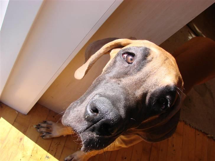 Grand danois Baby R.I.P* † - Kigger lige op på min far billede 2