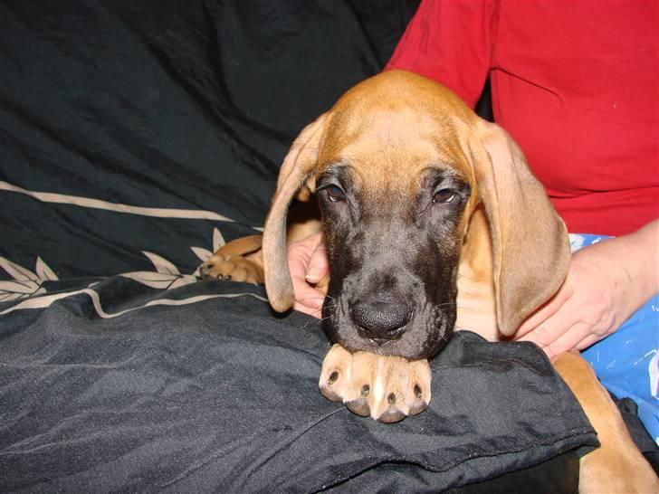 Grand danois Baby R.I.P* † - Bliver lige lagt til rette på "min" sofa billede 3