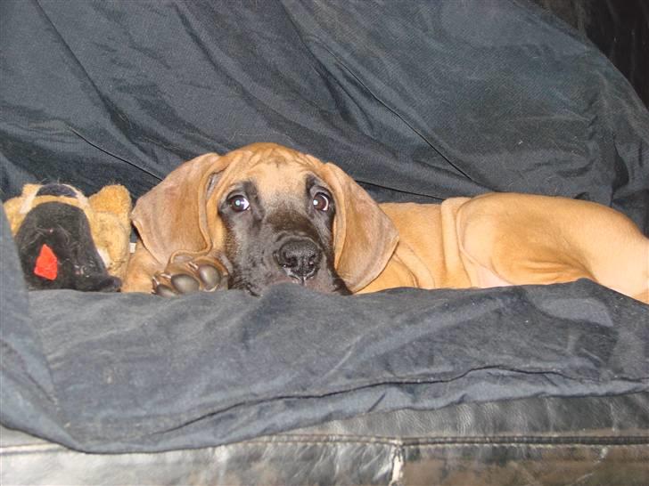 Grand danois Baby R.I.P* † - Kigger spændt ud i stuen, og undrer mig over hvad der sker billede 4