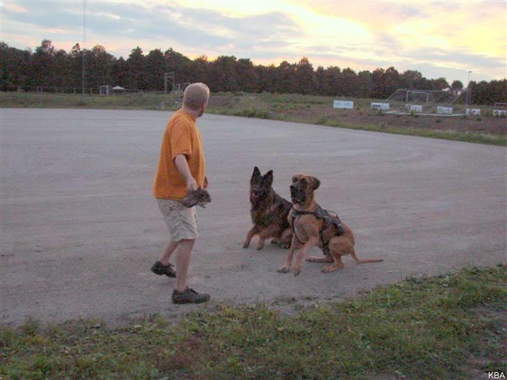 Grand danois Baby R.I.P* † - Venter på min stedfar kaster træet sammen med min storebror. billede 5