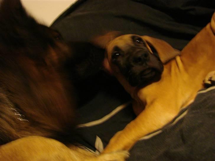 Grand danois Baby R.I.P* † - Min nye storebror laver lige en øre-undersøgelse billede 6