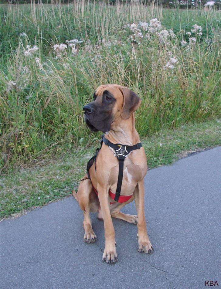 Grand danois Baby R.I.P* † - Jeg er vokset, og går med sele. billede 7