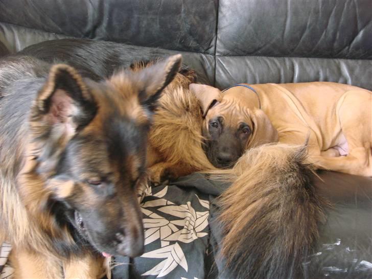 Grand danois Baby R.I.P* † - Putter lidt med min nye storebror. billede 8