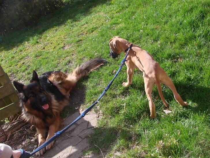 Grand danois Baby R.I.P* † - For første gang ude i min nye have med min storebror, var lidt bange, så mor havde lige en snor på mig. billede 9