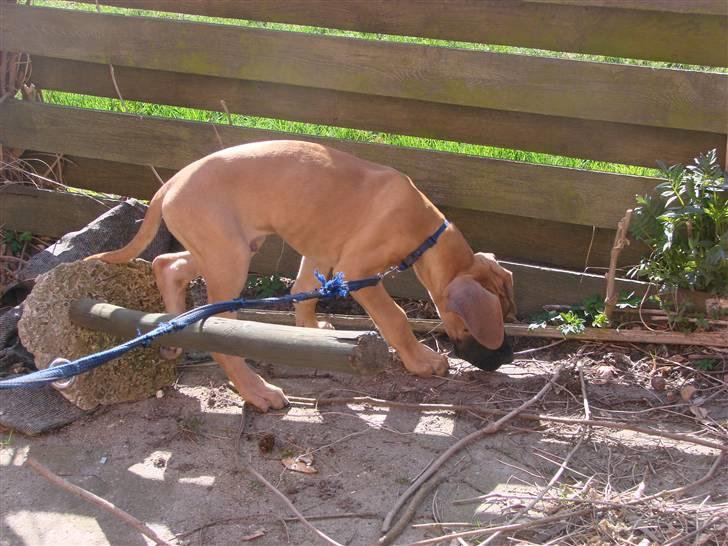 Grand danois Baby R.I.P* † - Jeg er i gang med at undersøge min nye have, den er spændende billede 10