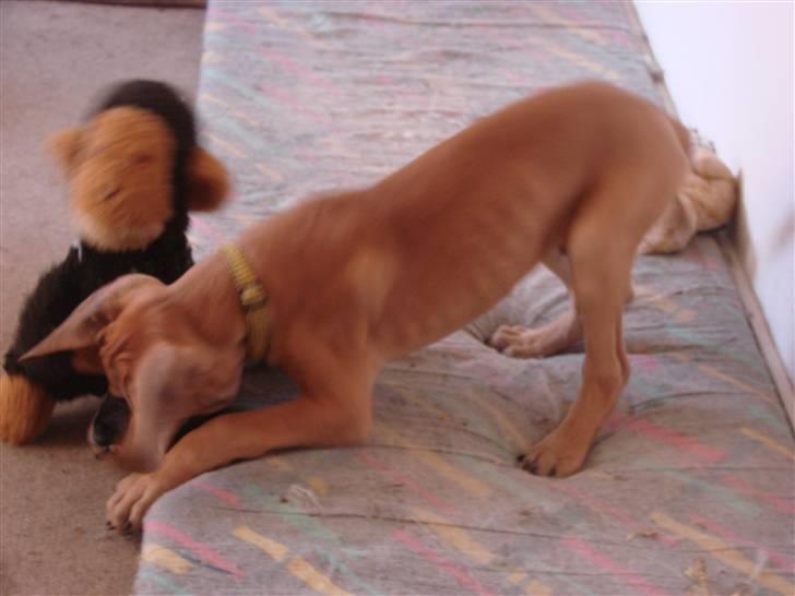 Grand danois Baby R.I.P* † - Jeg elsker bamser, især store bamser billede 11