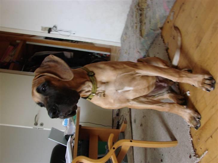 Grand danois Baby R.I.P* † - Jeg kan også sidde pænt som mine søskende billede 12