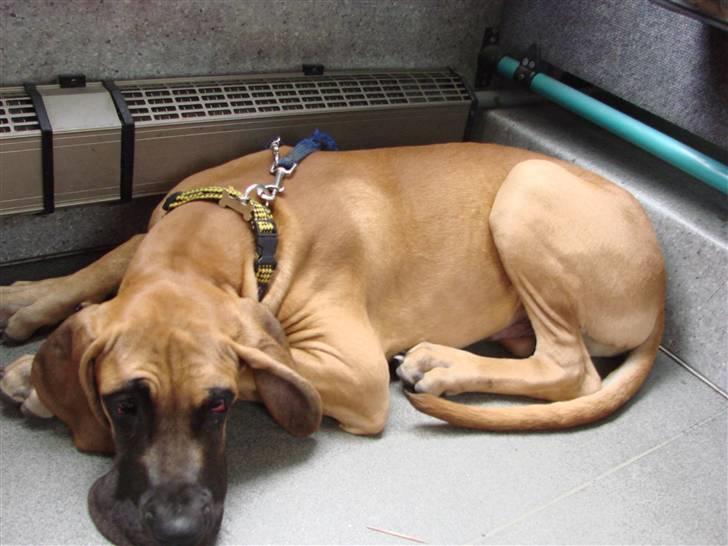 Grand danois Baby R.I.P* † - Efter en lang og træt dag i Tusindårsskoven, så kan jeg endelig sove lidt i bussen. billede 13