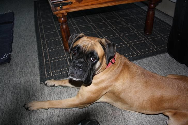 Boxer Kahlua billede 1