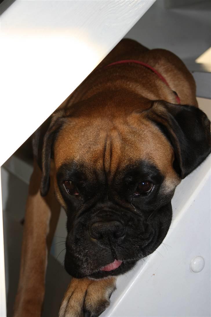 Boxer Kahlua - Og vi tager en slapper ... billede 3