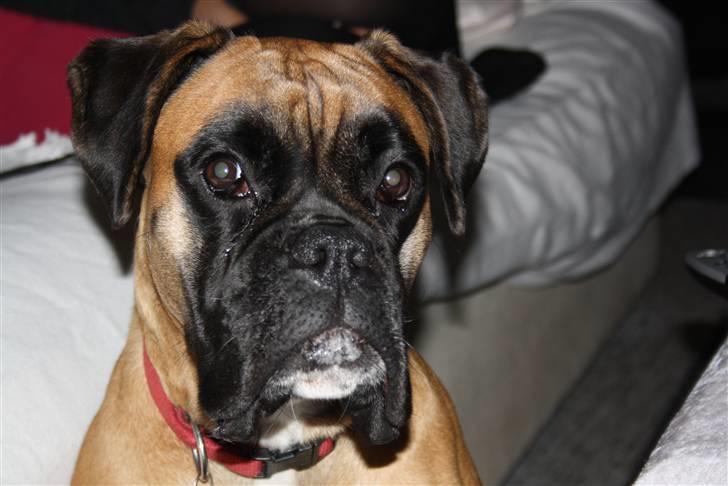 Boxer Kahlua - Nærbillede. billede 4