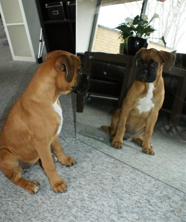 Boxer Martha - "Wauuw...min nye bedste ven"................ billede 3