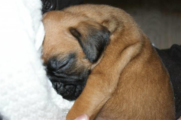 Boxer Martha - Så snupper vi en slapper :o) billede 4