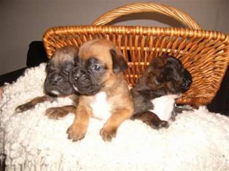 Boxer Martha - Martha og søskende billede 5