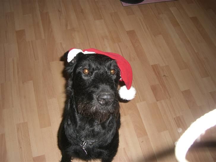 Blanding af racer Nova - Den første jul... billede 13