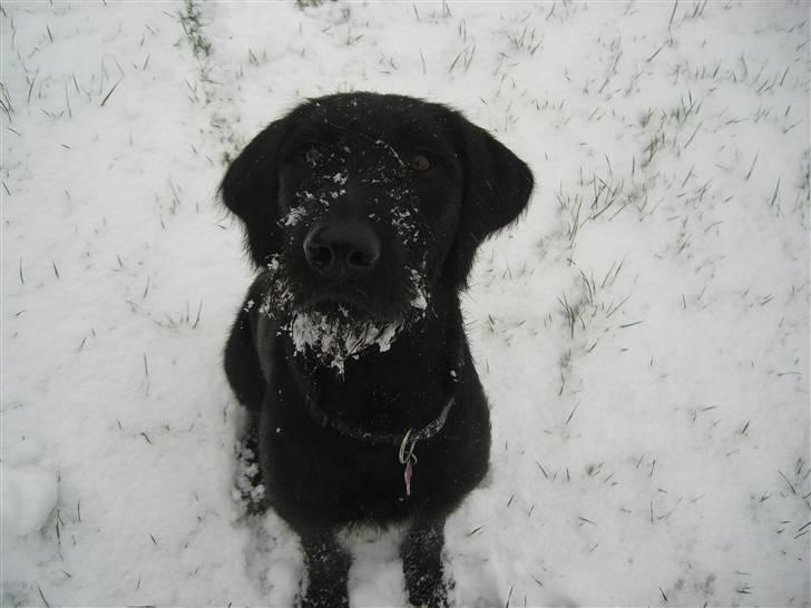 Blanding af racer Nova - Elsker bare sne rigtig meget.. billede 14