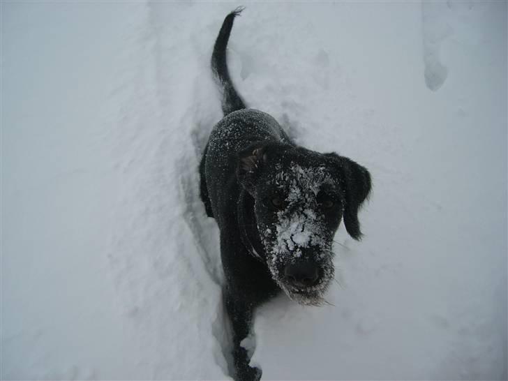 Blanding af racer Nova - Efter en god rulletur i sneen...  billede 15