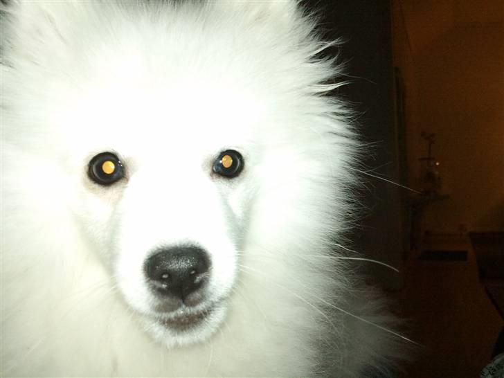 Japansk spids Mali billede 17