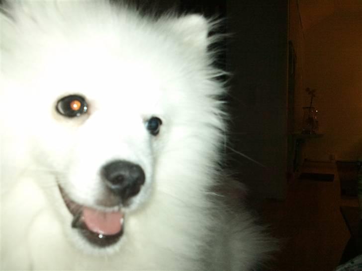 Japansk spids Mali billede 18