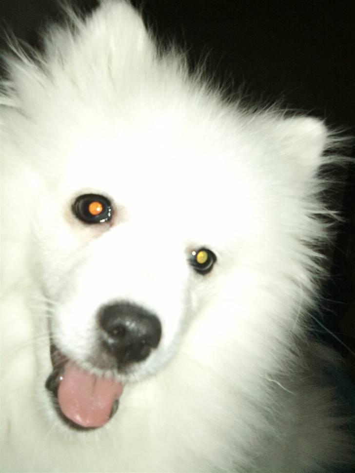 Japansk spids Mali billede 19