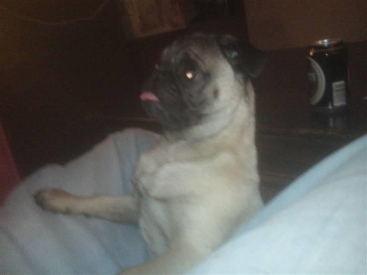 Mops Mopse billede 3