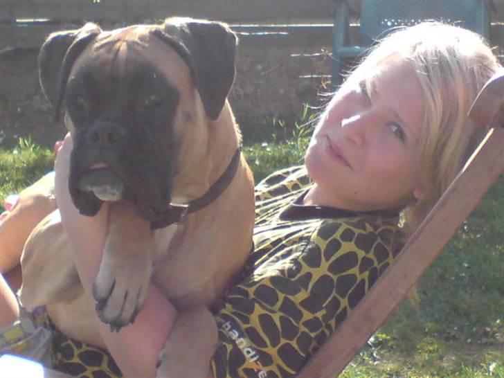 Boxer Kahlua billede 7