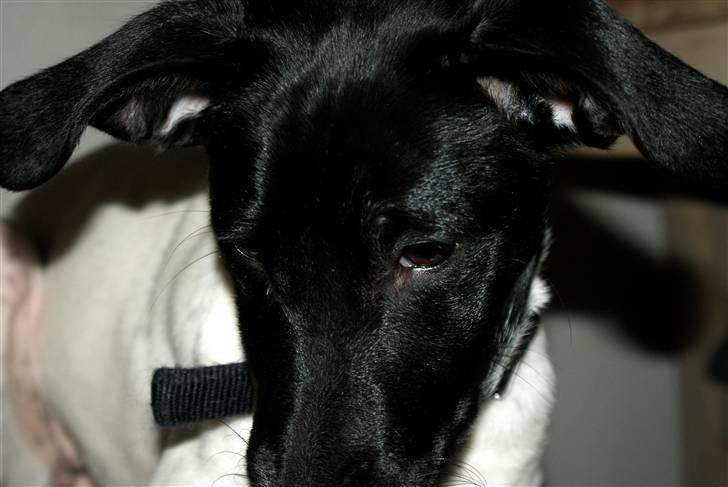 Glathåret foxterrier Missy billede 10