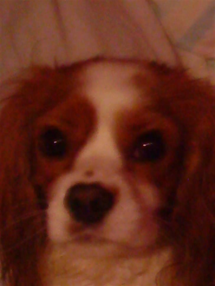 Cavalier king charles spaniel Oliver - Oliver stirre O.O billede 1