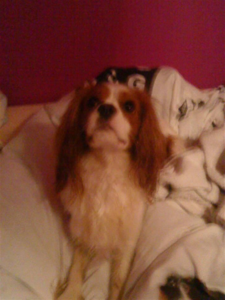 Cavalier king charles spaniel Oliver - Han erdygtig til at kigge op når man har ans boldt billede 2