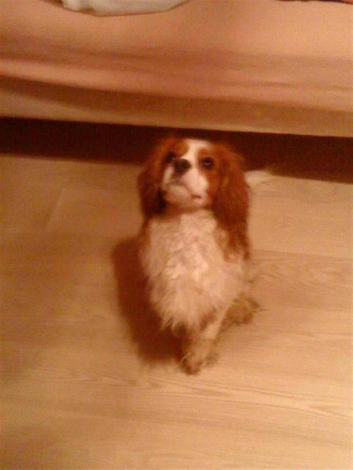 Cavalier king charles spaniel Oliver - heh elsker ham ski billede 3