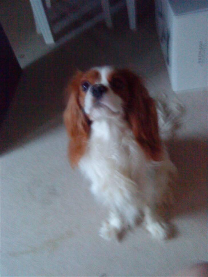 Cavalier king charles spaniel Oliver - sys selv han er nuttet billede 4