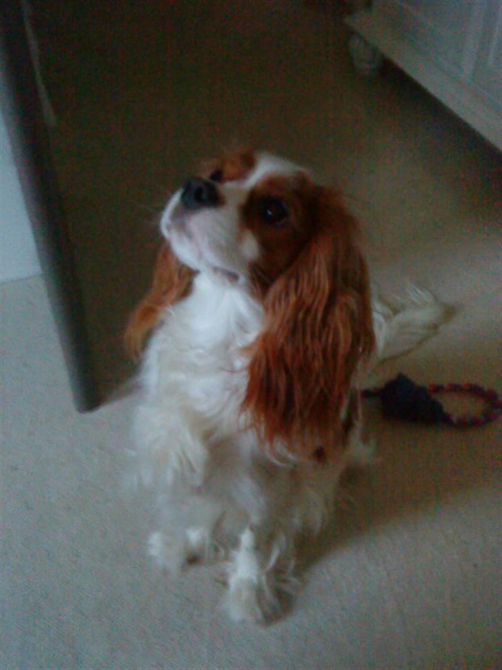Cavalier king charles spaniel Oliver - uhhh min lille skaht<33 billede 5