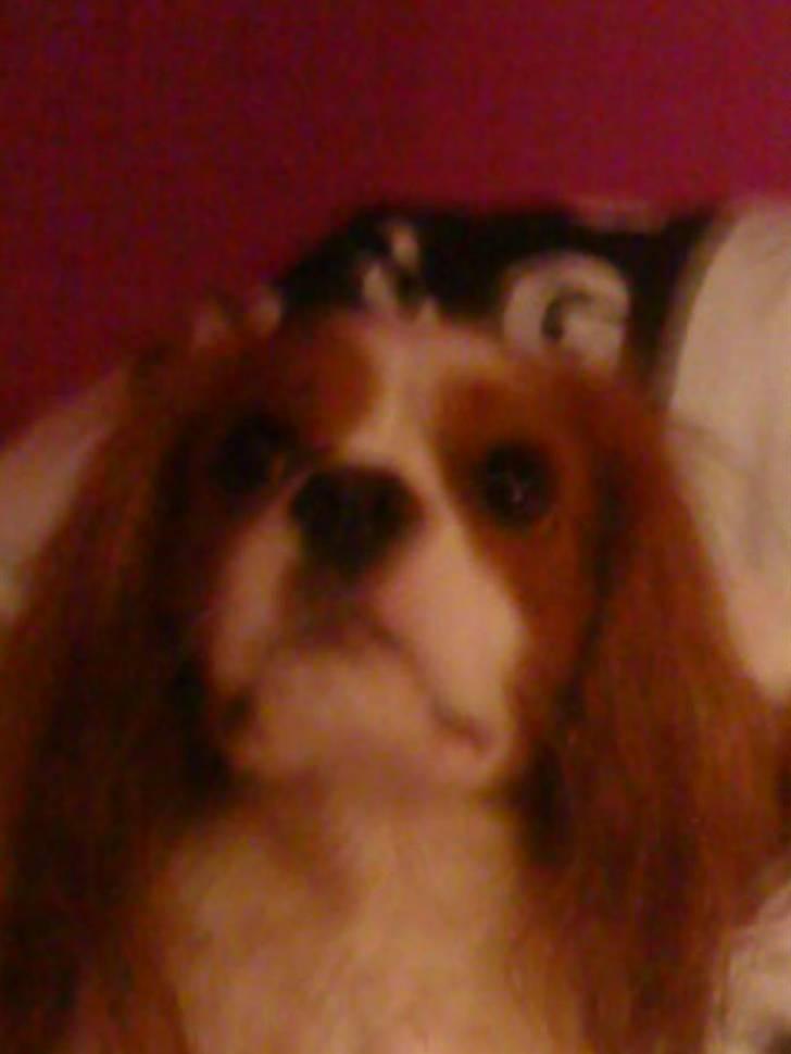 Cavalier king charles spaniel Oliver - igen har jeg taget hans boldt billede 6