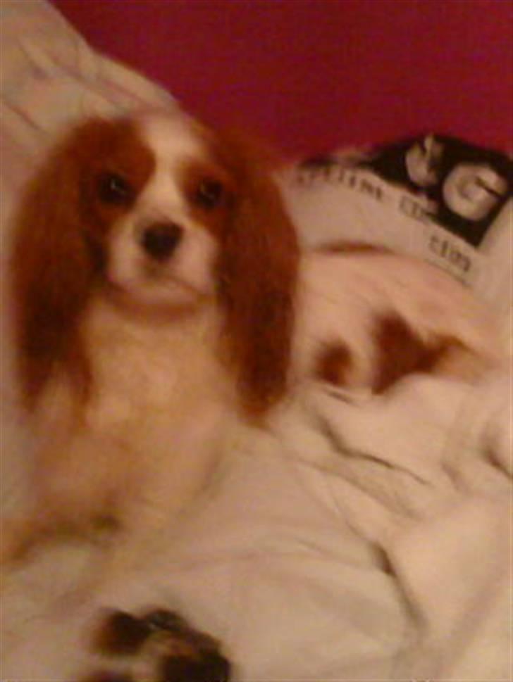 Cavalier king charles spaniel Oliver - og så ligger han i min seng og hygger billede 7