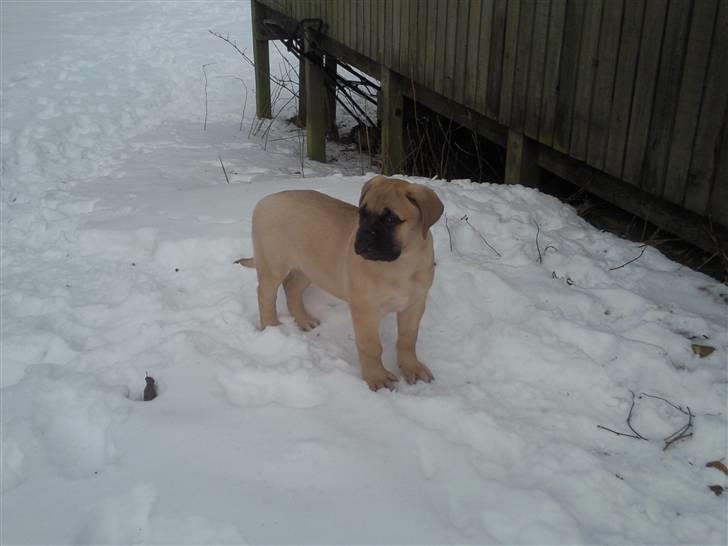 Bullmastiff Boulevard of Fame Hector - FlotFyr8uger billede 5