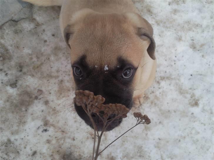 Bullmastiff Boulevard of Fame Hector - Ferdinand.. billede 6