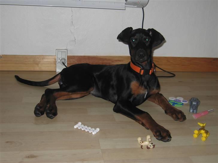 Dobermann Freya billede 1