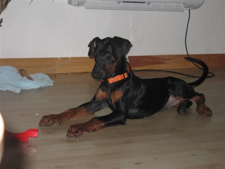 Dobermann Freya billede 3