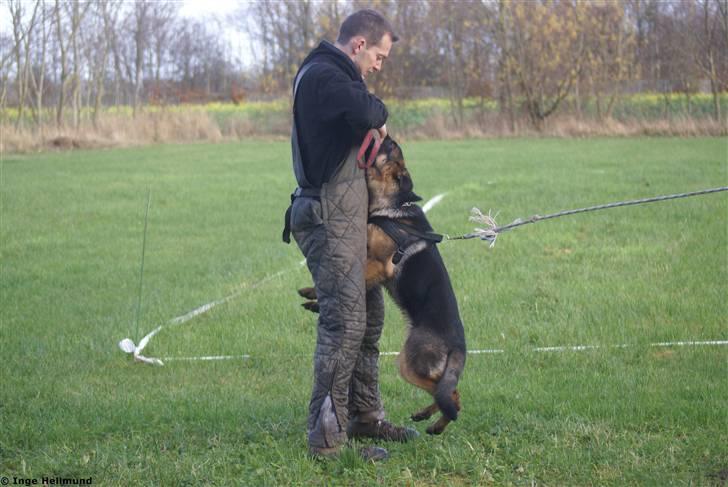 Schæferhund Taem Paka´s Rimmi billede 6