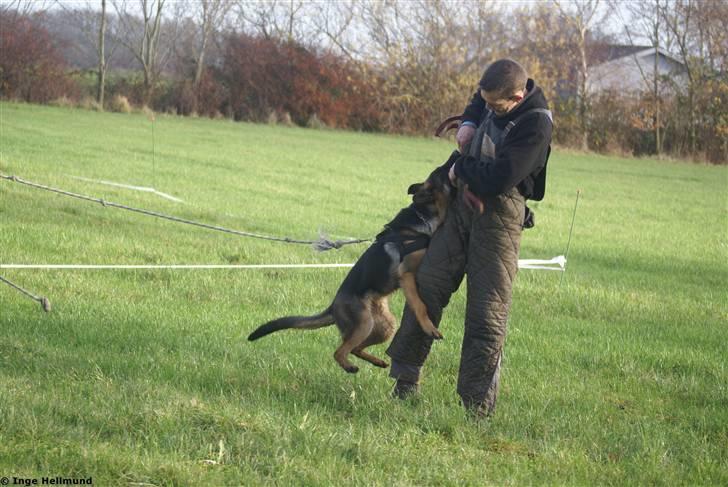 Schæferhund Taem Paka´s Rimmi billede 7