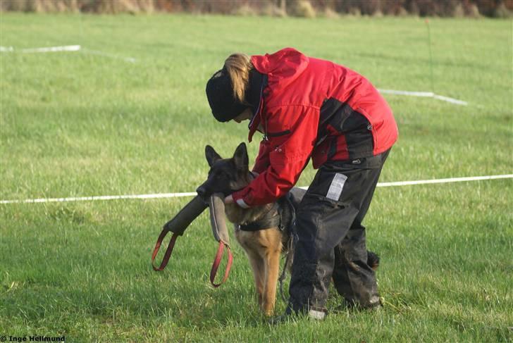 Schæferhund Taem Paka´s Rimmi - 8mdr. billede 8