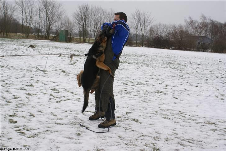 Schæferhund Taem Paka´s Rimmi billede 9