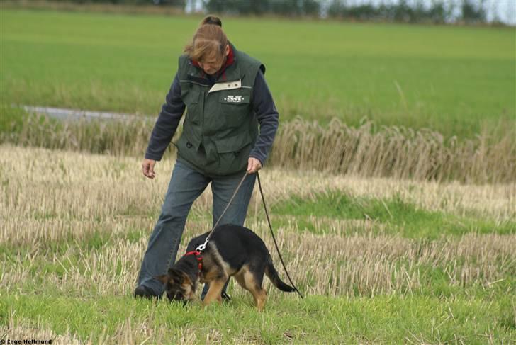 Schæferhund Taem Paka´s Rimmi - 2 mdr. billede 10